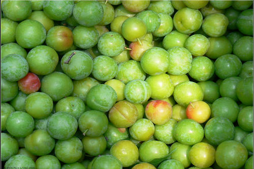 李子保鮮溫度,李子氣調(diào)保鮮冷庫