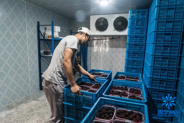 楊梅保鮮冷庫 楊梅保鮮冷庫