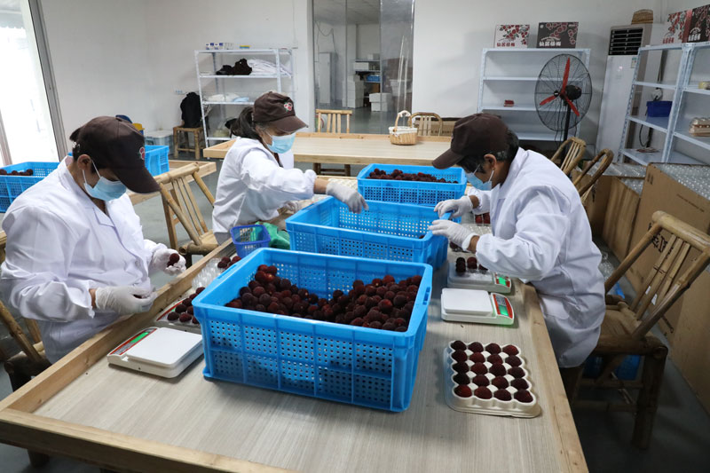 楊梅冷庫挑選 楊梅冷庫挑選