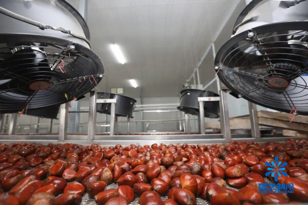 板栗冷庫 板栗冷庫