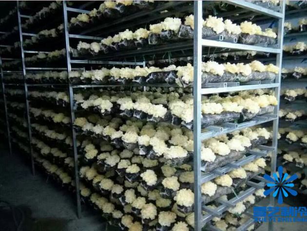 銀耳冷庫 銀耳冷庫